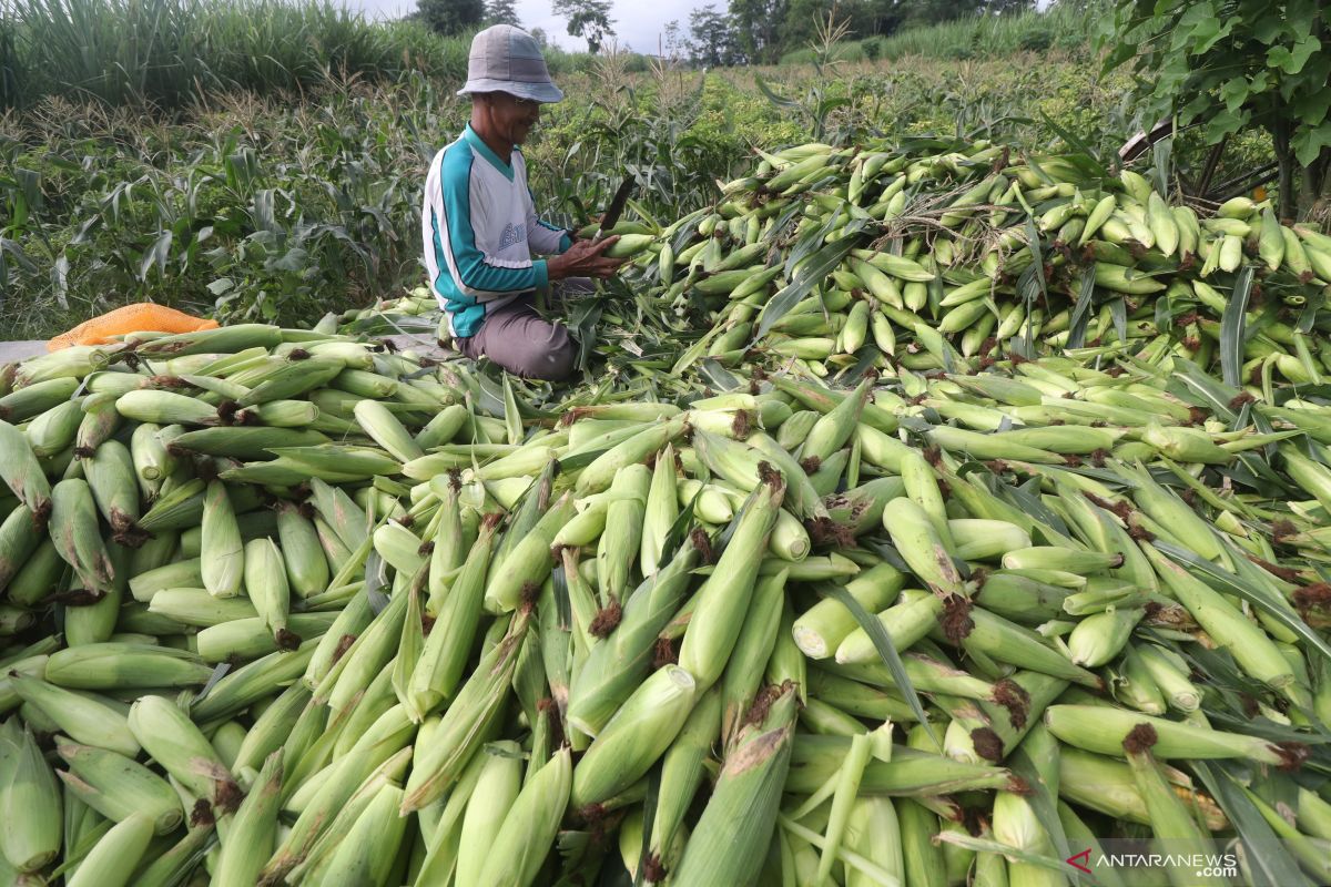 BRIN sebut keunggulan tumpang sari dalam budi daya tanaman pangan