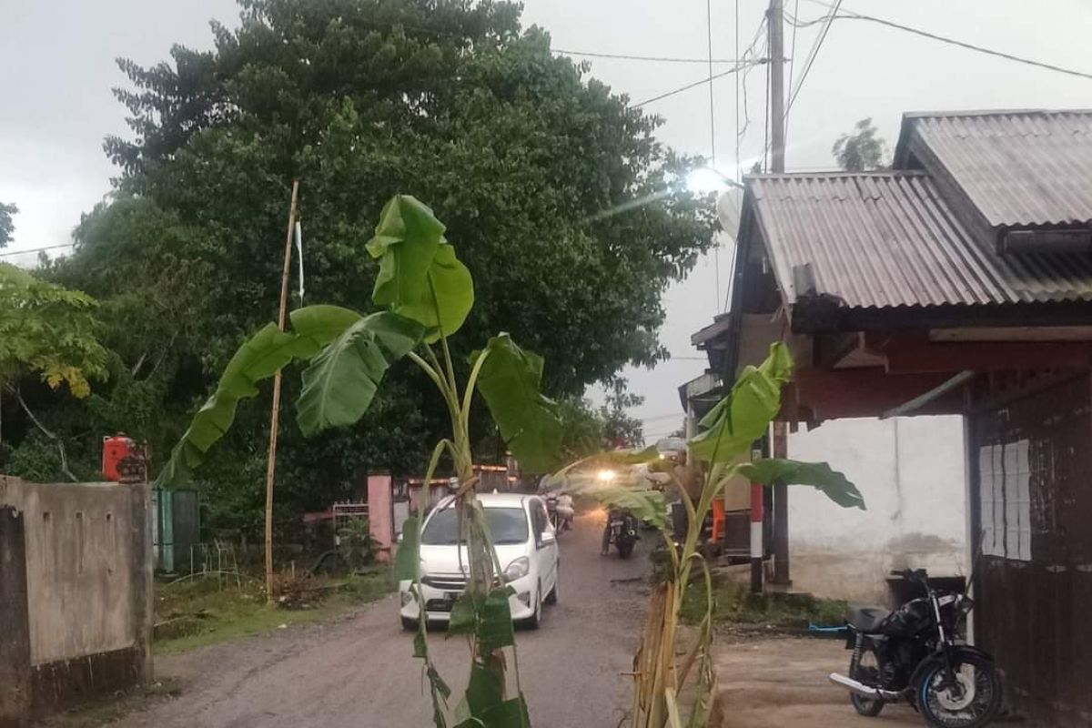 Protes jalan rusak, warga di Pidie tanam pohon pisang di jalan