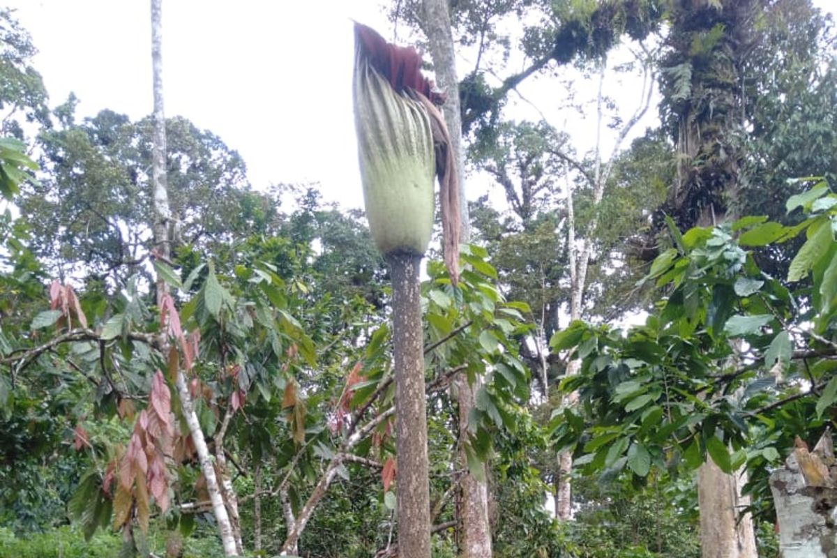 Bunga bangkai diduga tertinggi di dunia gagal mekar di Agam