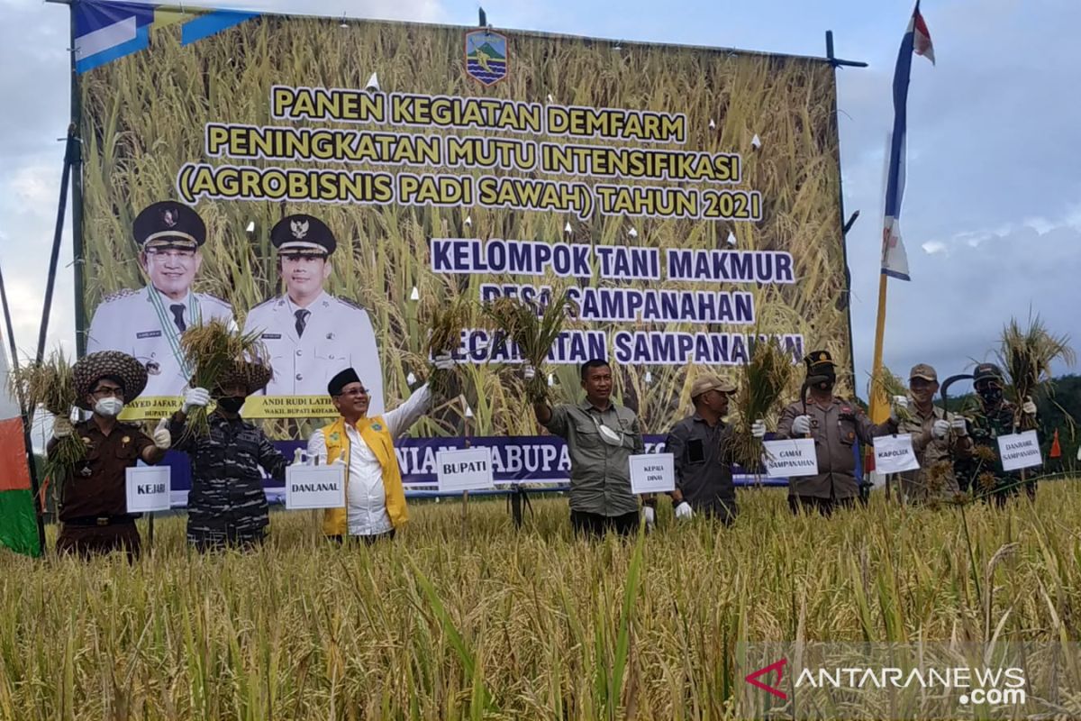 Sayed jafar panen raya padi Desa Sampanahan