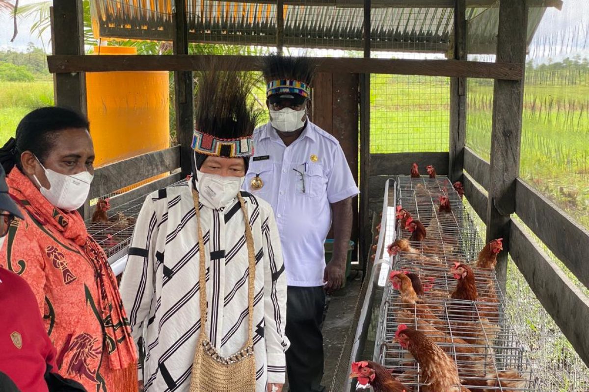 Mensos Risma  dirikan 10 peternakan ayam di Kabupaten Asmat