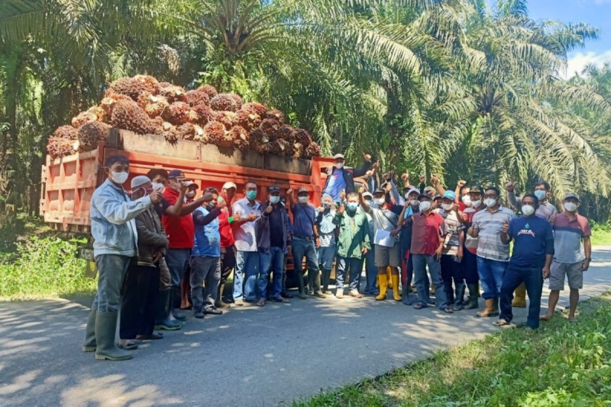 Petani binaan peroleh manfaat dari sistem mitra plasma sawit