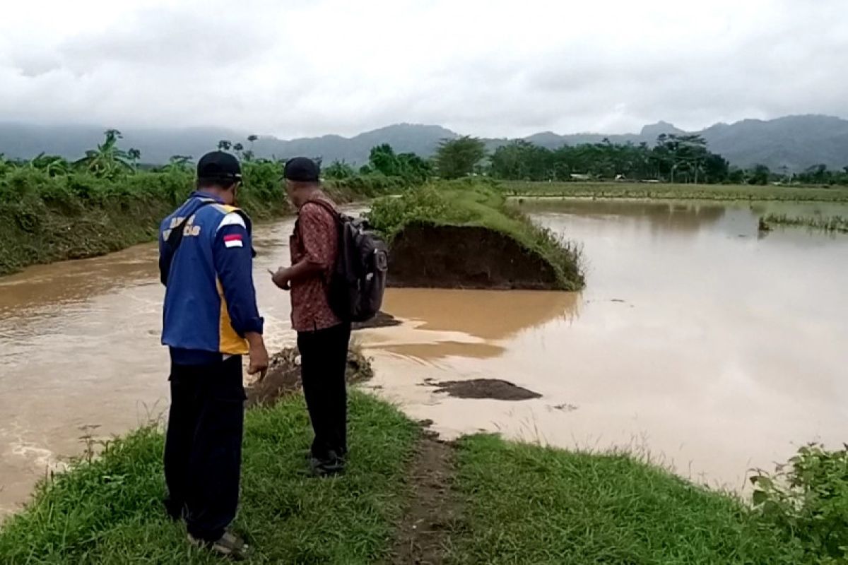 Tanggul jebol, puluhan hektare lahan di Tulungagung terendam banjir
