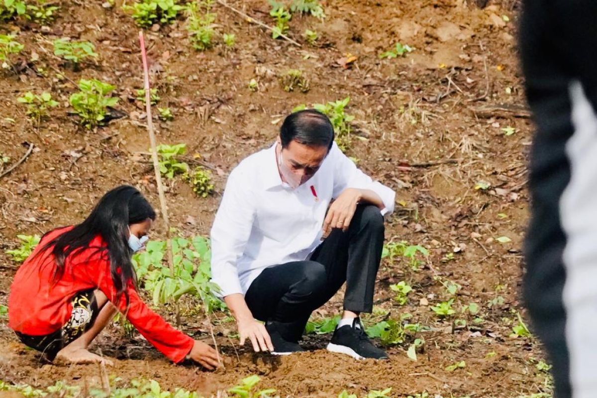 Presiden Jokowi tanam pohon bersama masyarakat di Hutan Gunung Pepe