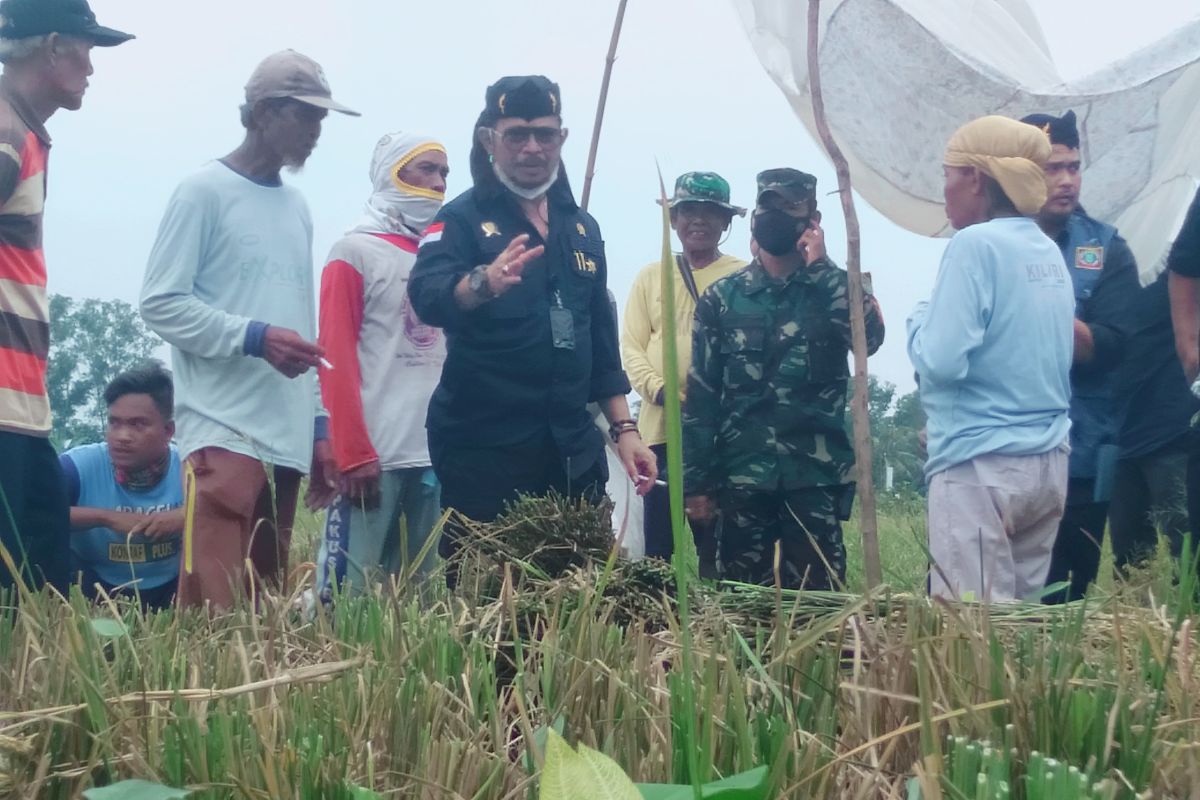 Menteri Pertanian ajak petani Karawang terapkan tiga kali panen dalam setahun