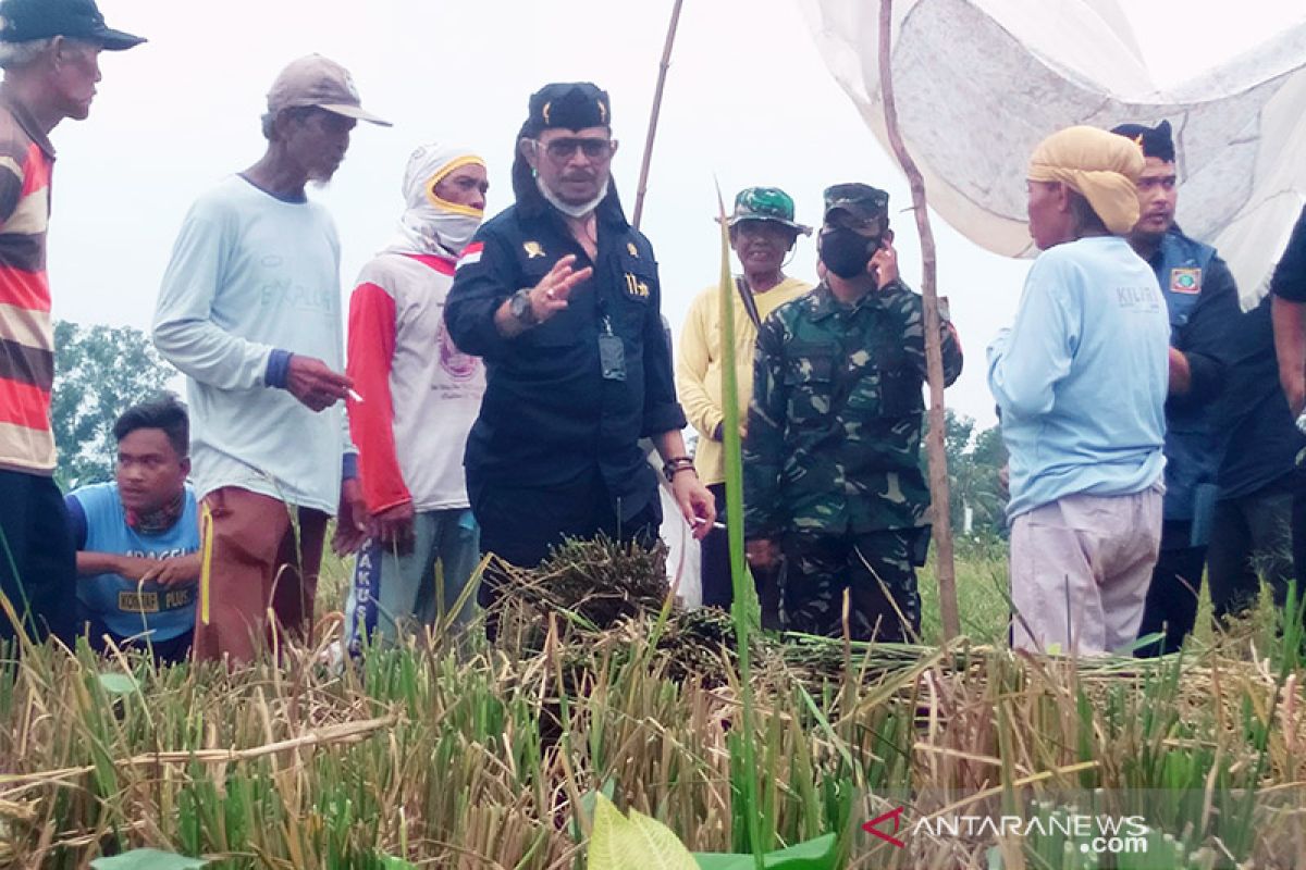 Mentan ajak petani Karawang terapkan tiga kali panen dalam setahun