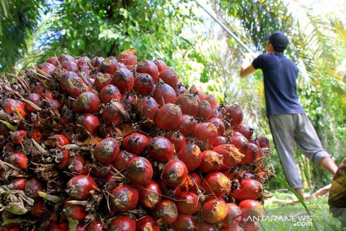 Harga CPO Jambi tembus Rp14.033 per kilogram