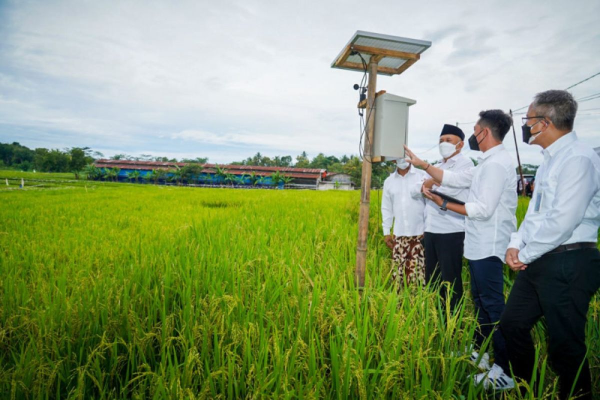Kementan dorong produksi beras organik ramah lingkungan