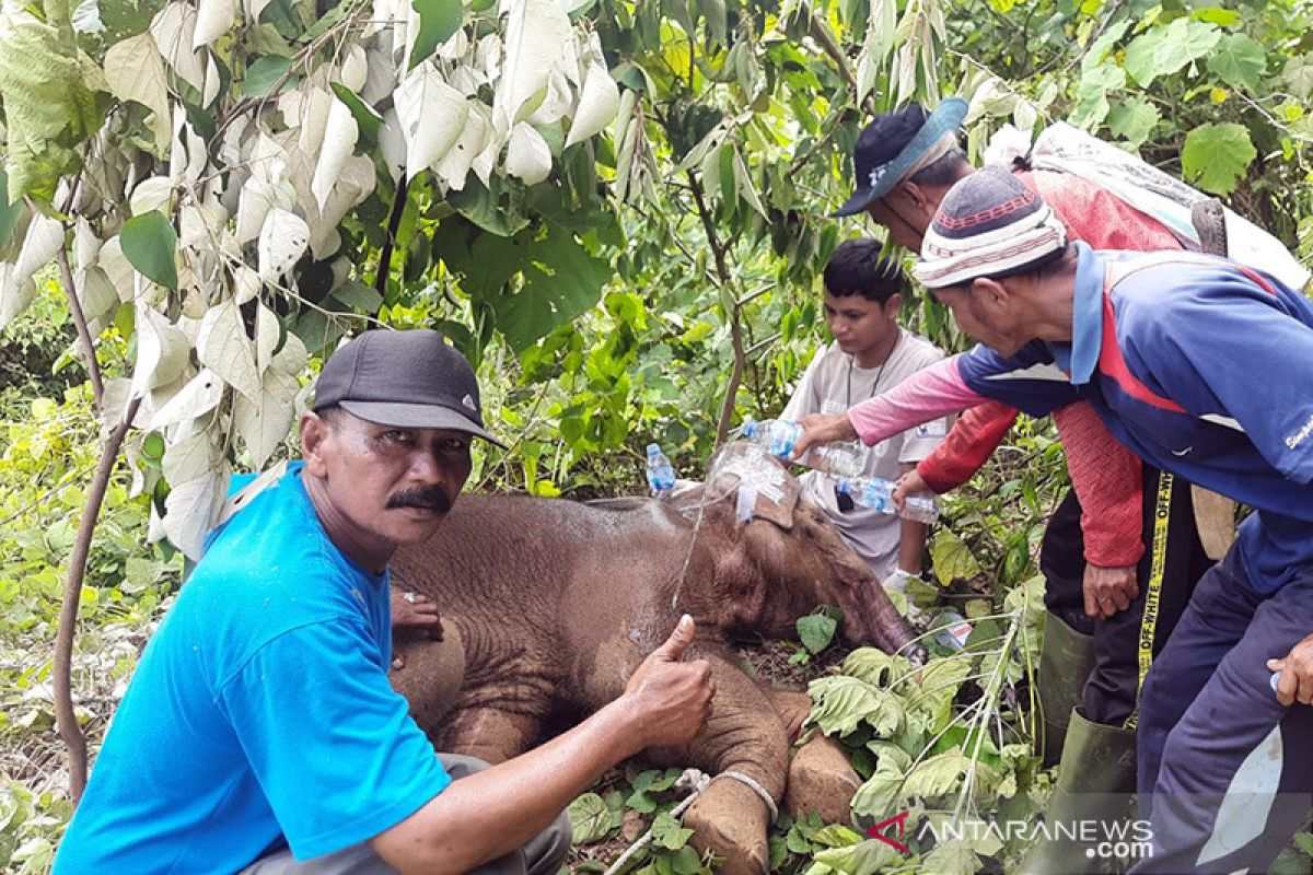 Elephant calf rescued from snare trap in Aceh Jaya: BKSDA