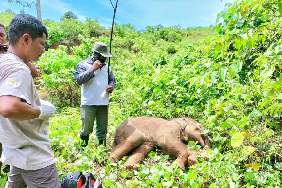 BKSDA selamatkan anak gajah terkena jeratan di Aceh Jaya