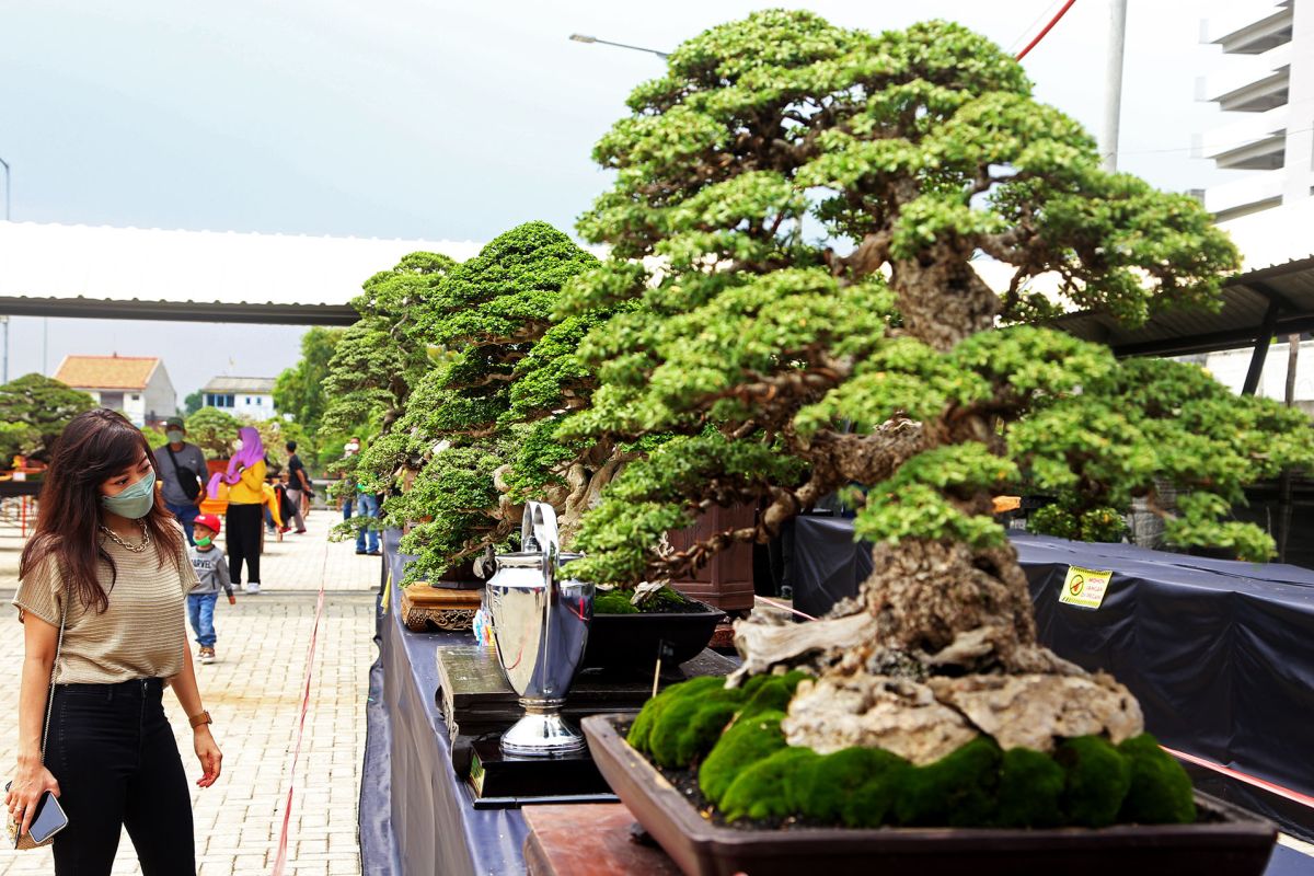 Ratusan bonsai terbaik dari seluruh daerah di Indonesia dipamerkan di Surabaya