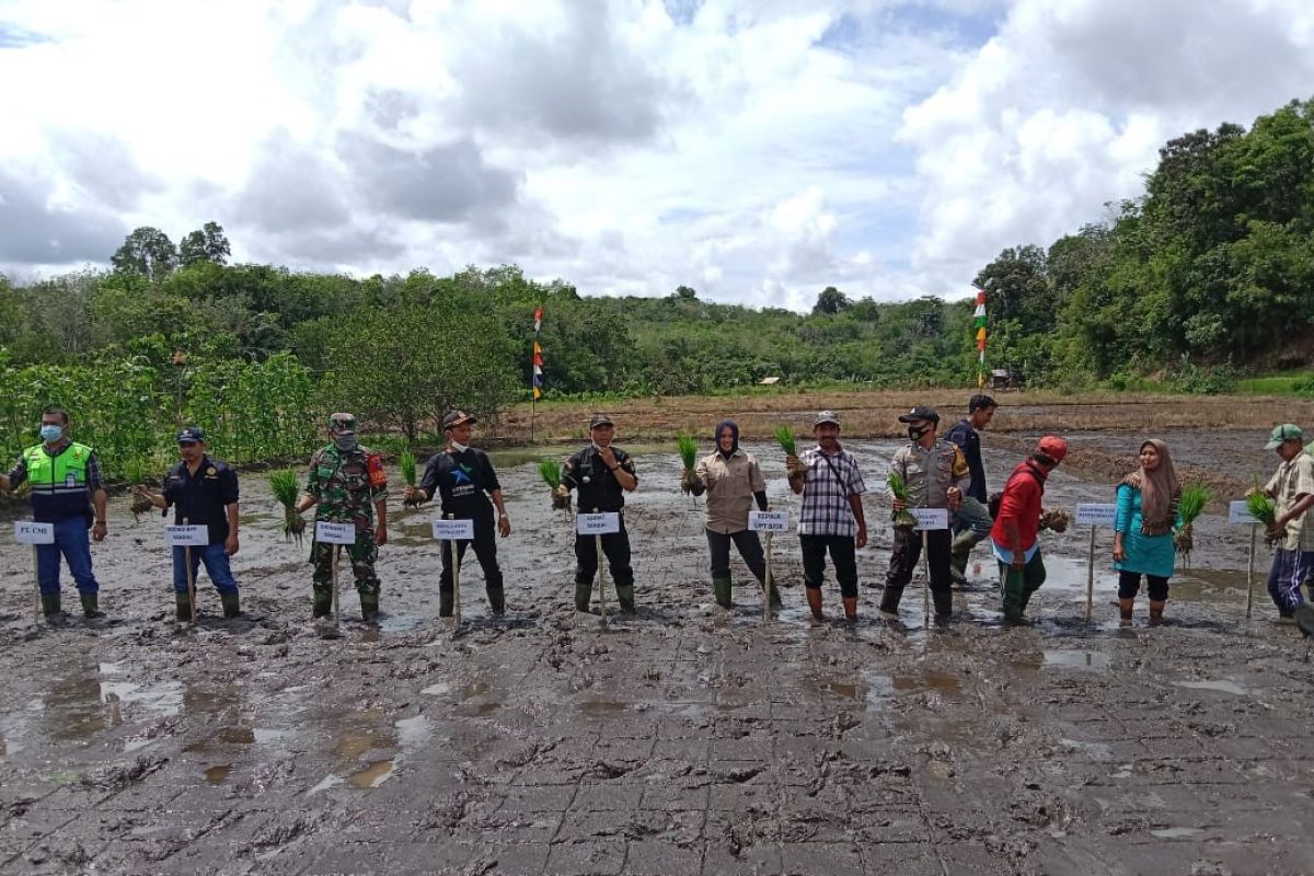 CMI bersama gapoktan kembangkan area persawahan Desa Sandai Kiri