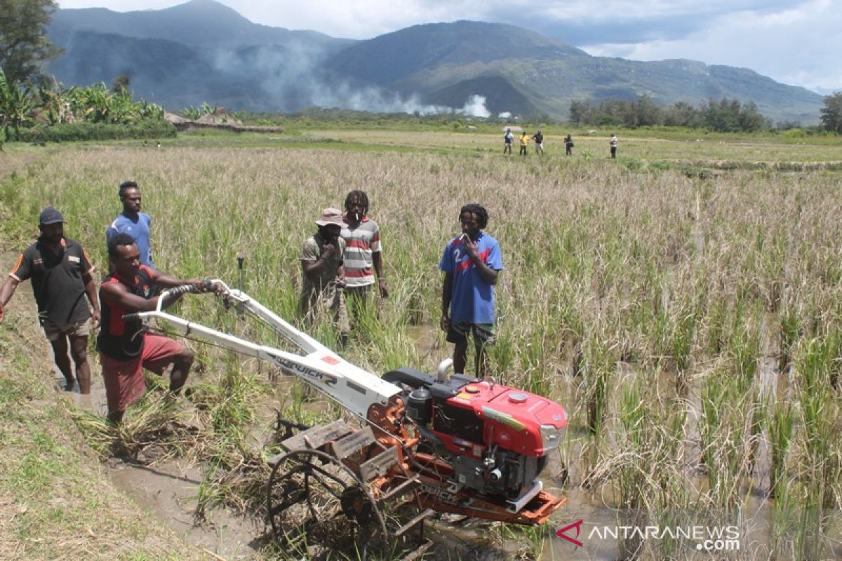 Pemkab Jayawijaya latih petani asli Papua gunakan traktor tangan