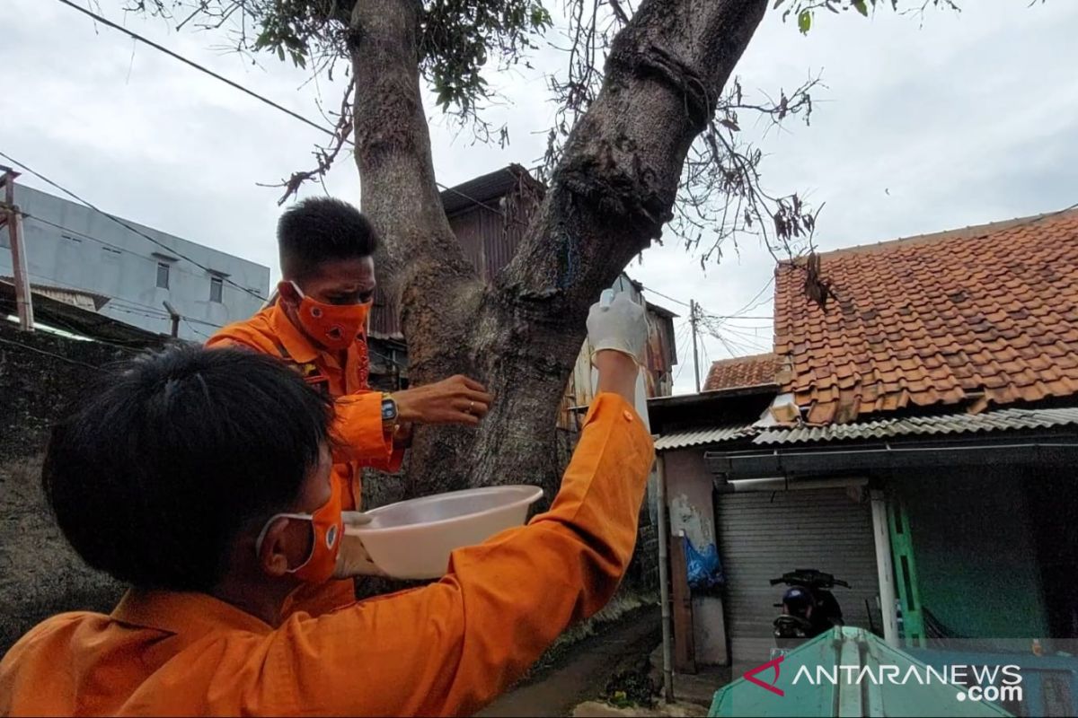 BPBD Bogor bantu basmi hama ratusan ulat bulu di Tanah Sareal Bogor