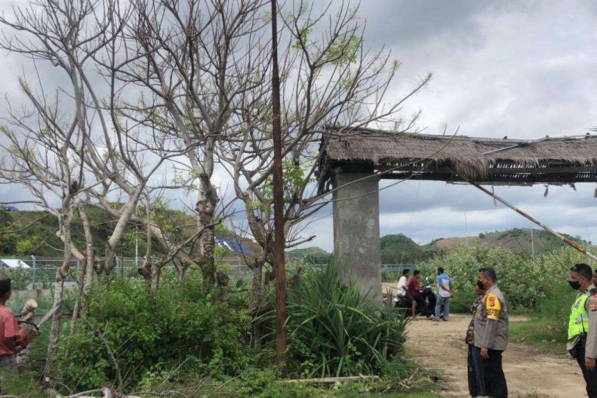 Polisi: Pohon di pinggir area Sirkuit Mandalika ditebang