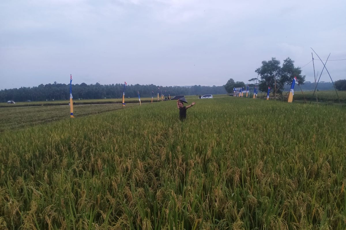 Sertani uji coba pengelolaan sawah organik di Matarambaru Lampung Timur