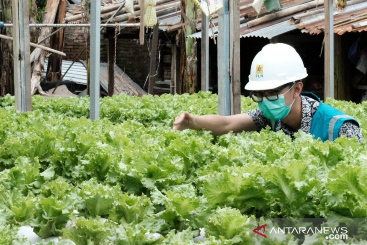 Petani Milenial Kota Makassar mulai minati Elektrifikasi Agrikultur PLN