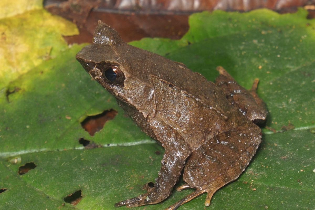 BRIN identifies two new horned frog species in Sumatra