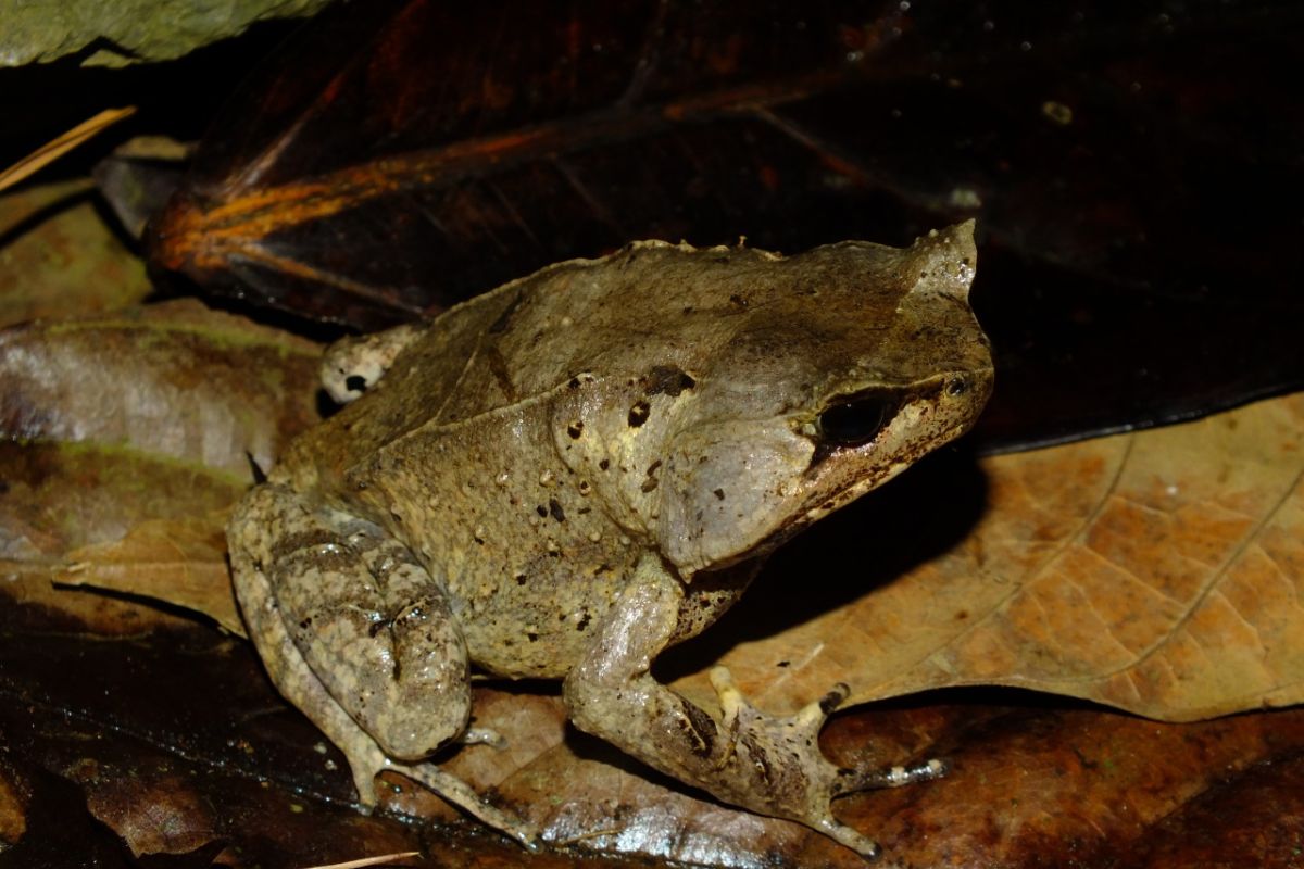 BRIN identifies two new horned frog species in Sumatra