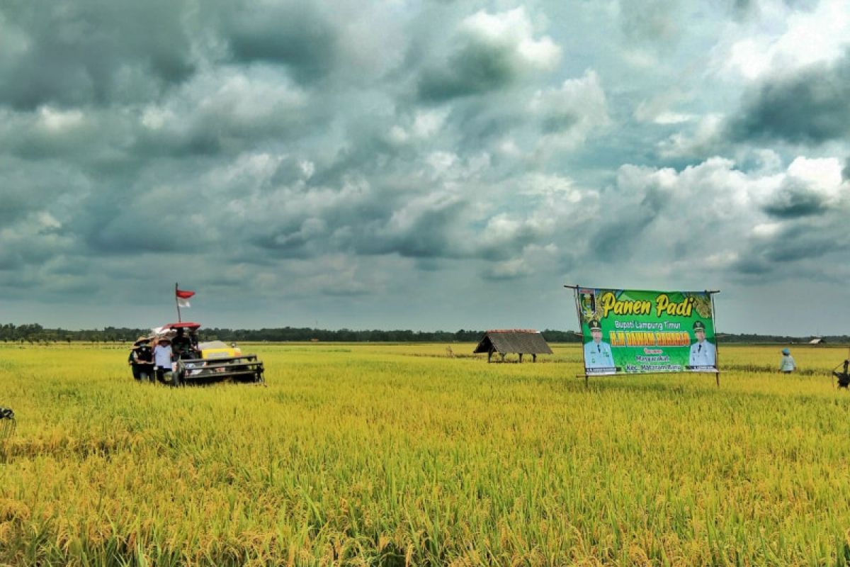 Bupati Lampung Timur laksanan panen raya di Desa Matarambaru