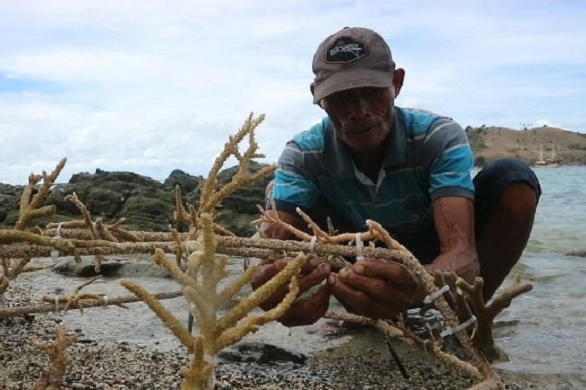 Warga transplantasi terumbu karang di perairan Labuan Bajo