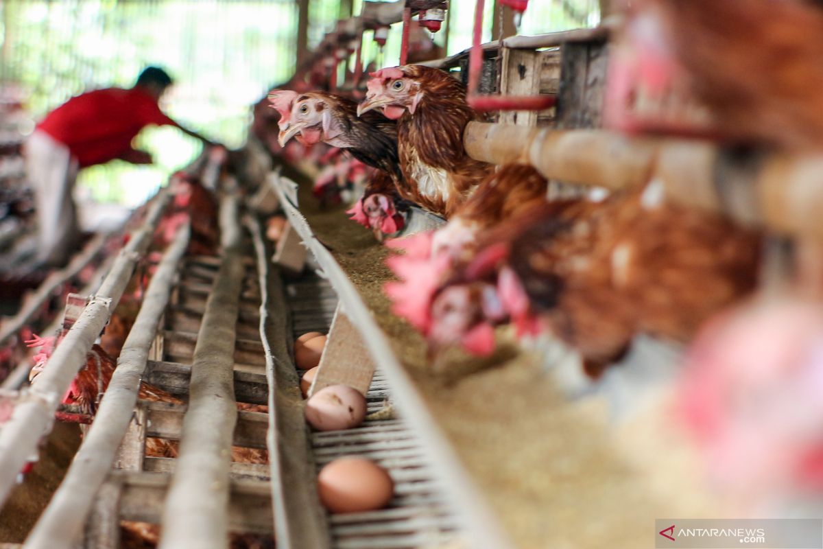 Harga telur ayam di Jakbar turun di tengah meroketnya minyak goreng