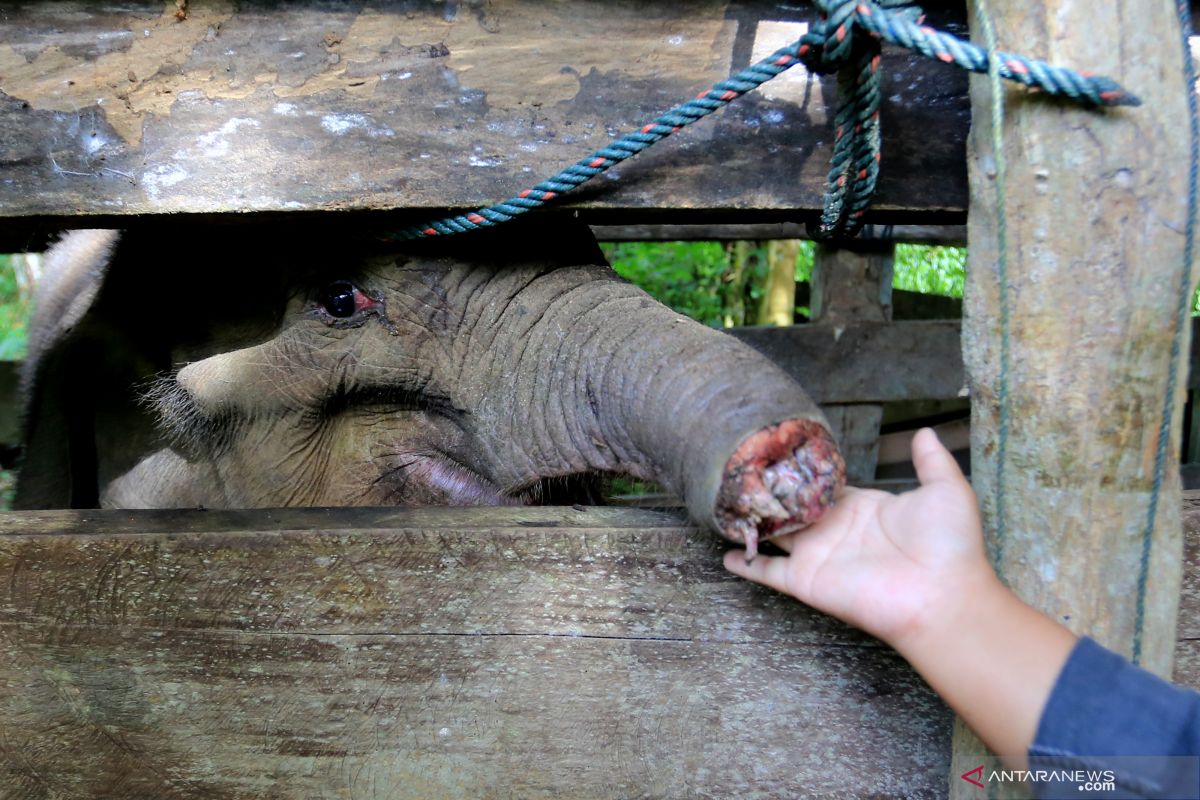 BKSDA: Anak gajah dengan belalai putus akhirnya mati dalam perawatan