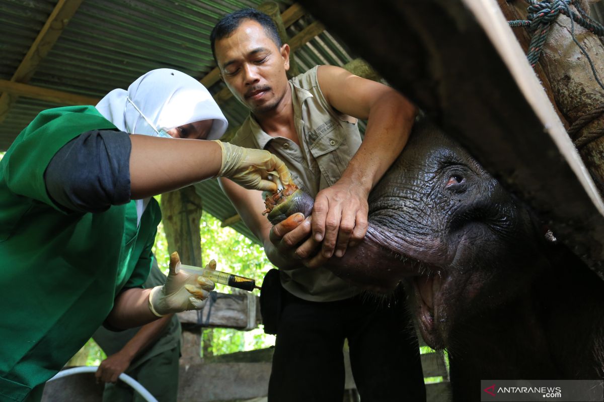 KLHK intensifkan sosialisasi cegah pemasangan jerat yang melukai gajah