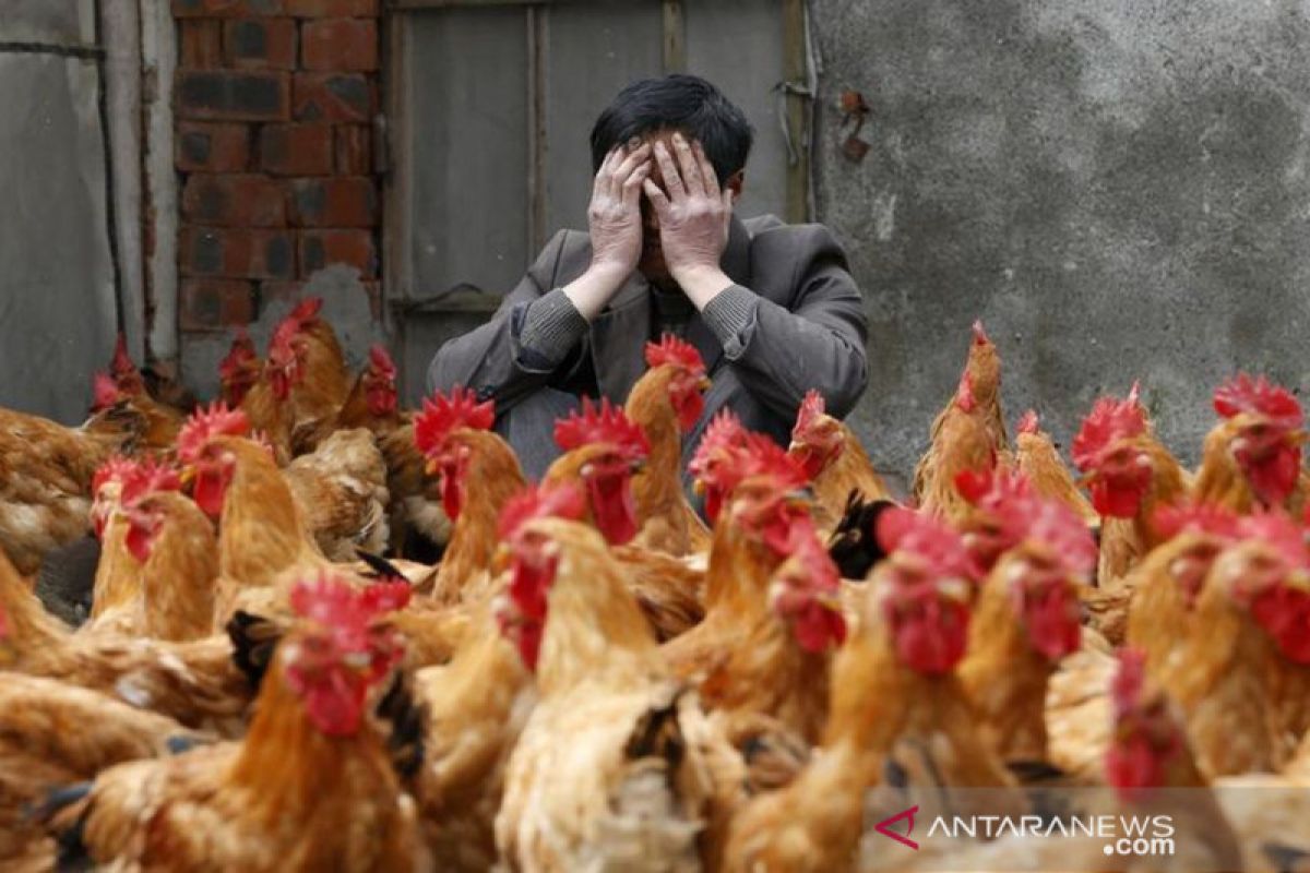 Kasus flu burung ditemukan di Guangdong China