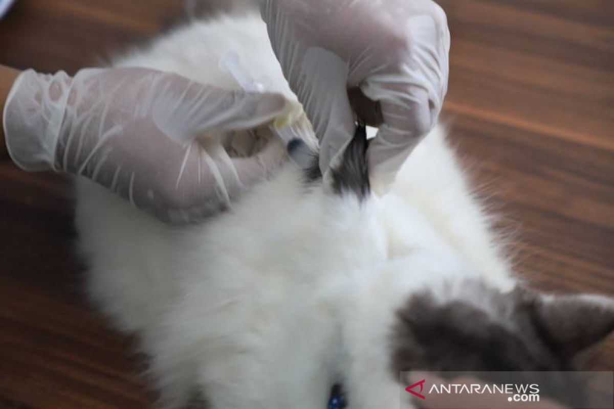 Pemkot Tangerang gencarkan vaksinasi pertahankan status zero case rabies