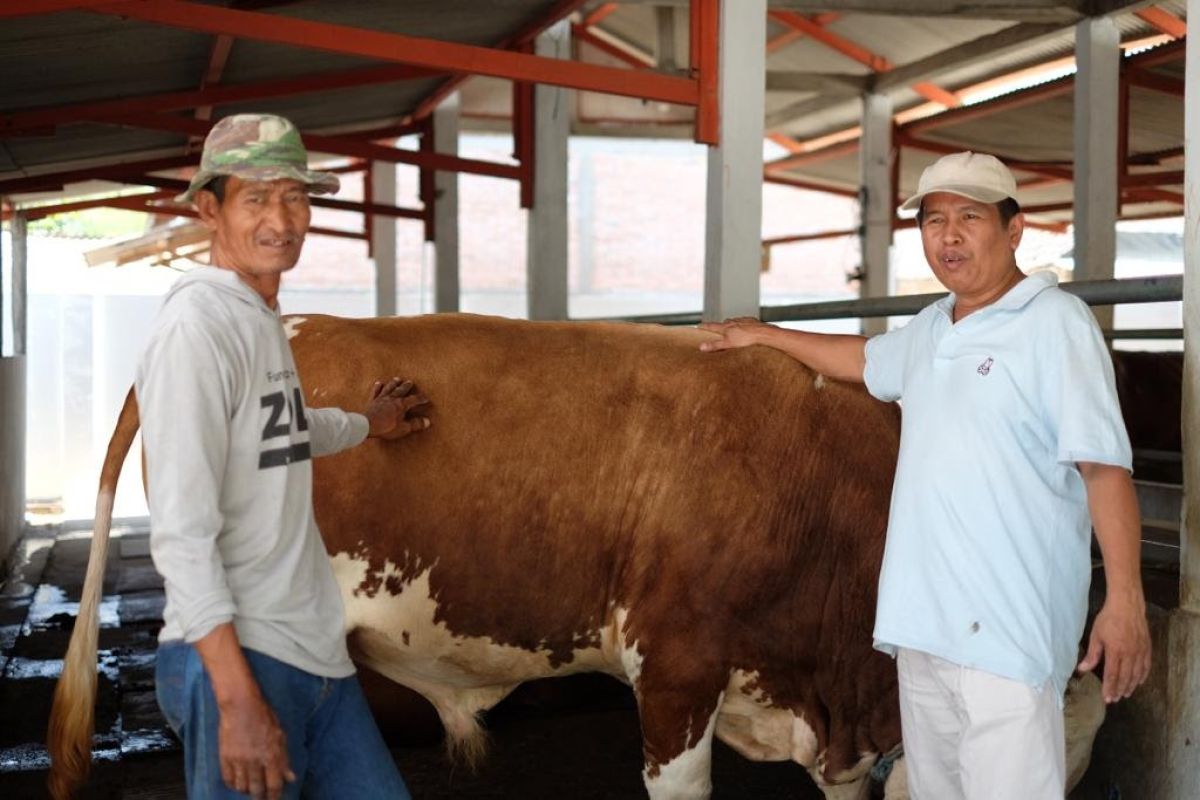 Jumlah peternak sapi selama pandemi meningkat