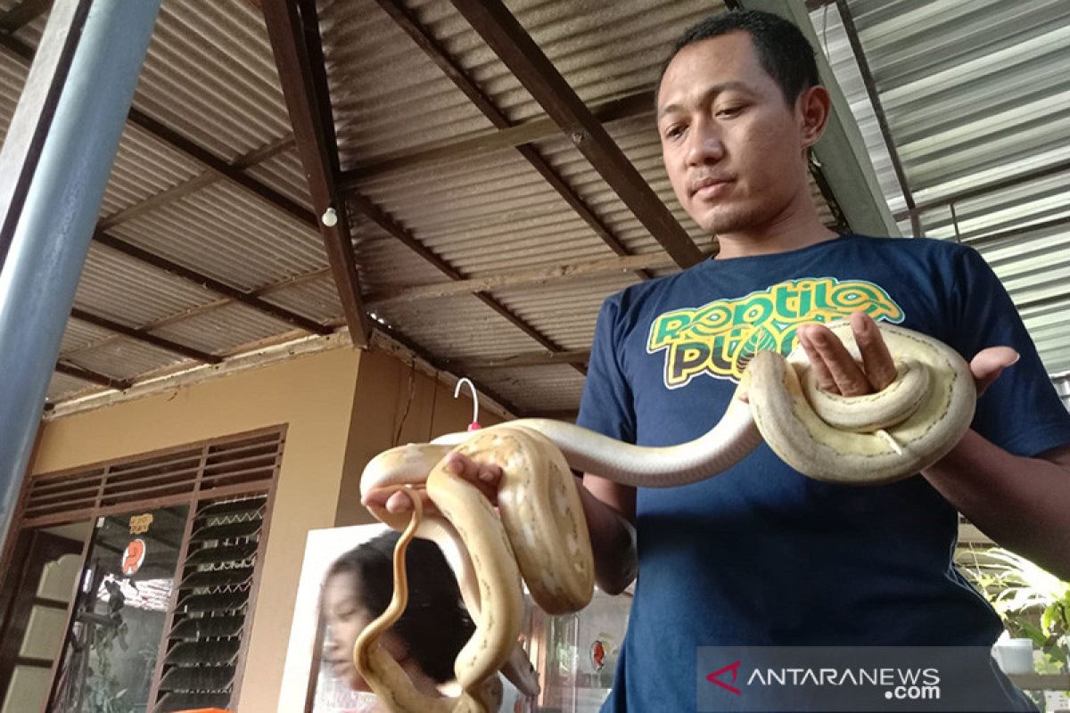 Polisi tangkap 2 pemuda di Tulungagung curi ular piton