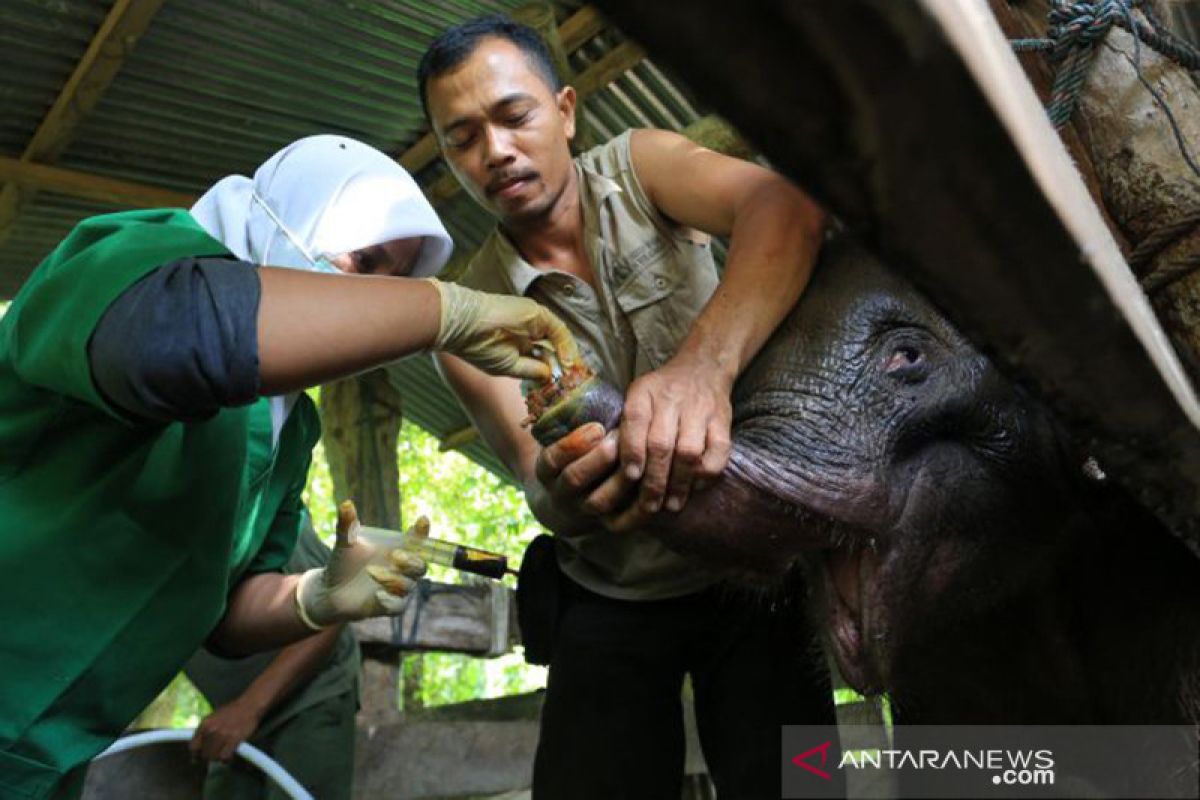 Anak gajah terjerat belalai di Aceh akhirnya mati