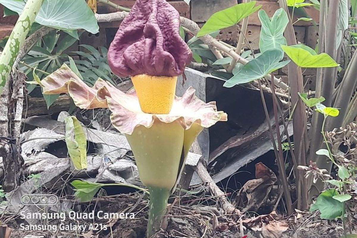 Bunga Bangkai mekar di halaman rumah warga di Bandarjaya, Lampung Tengah