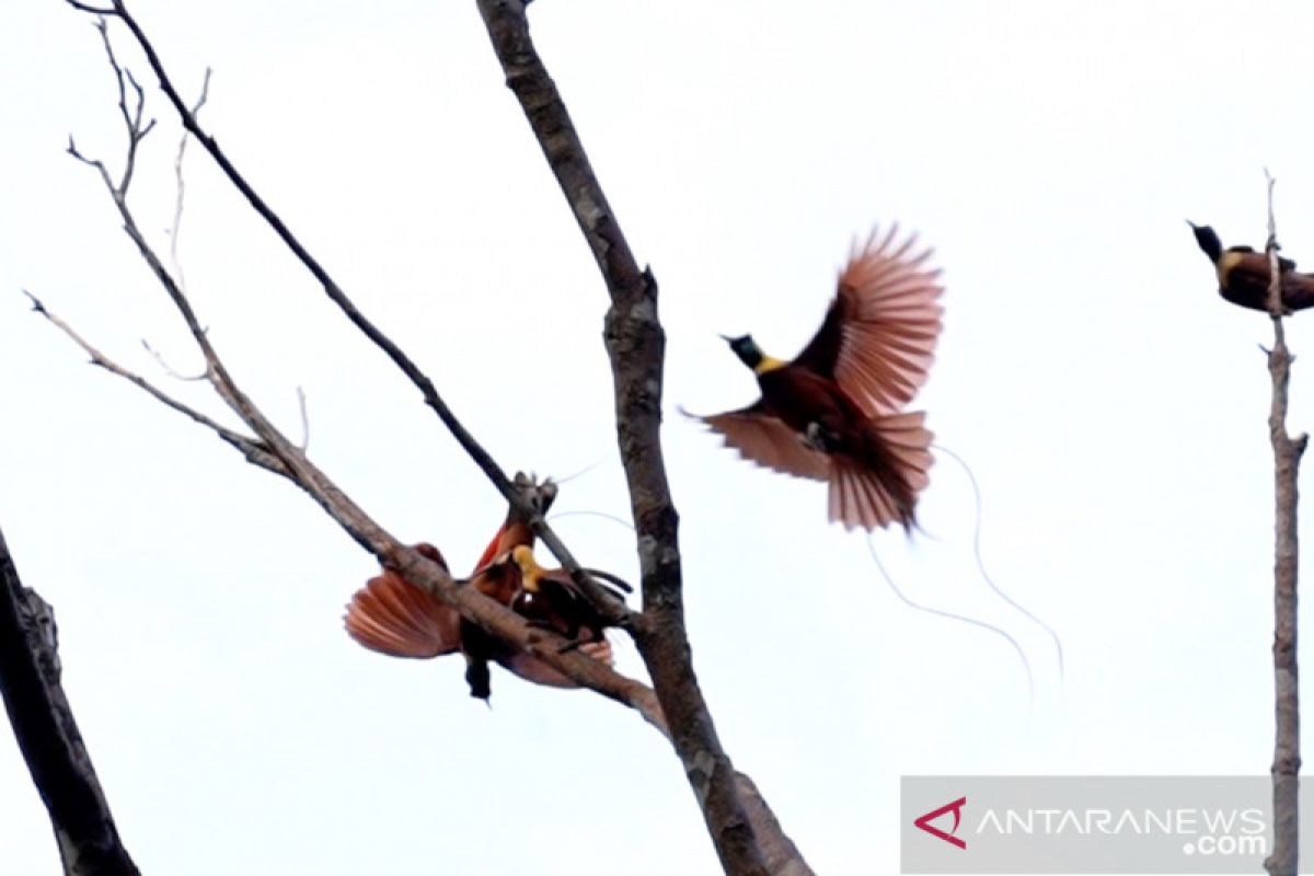 Upaya kelompok tani hutan, berupaya  menjaga cendrawasih si "burung surga" di Hutan Warkesi