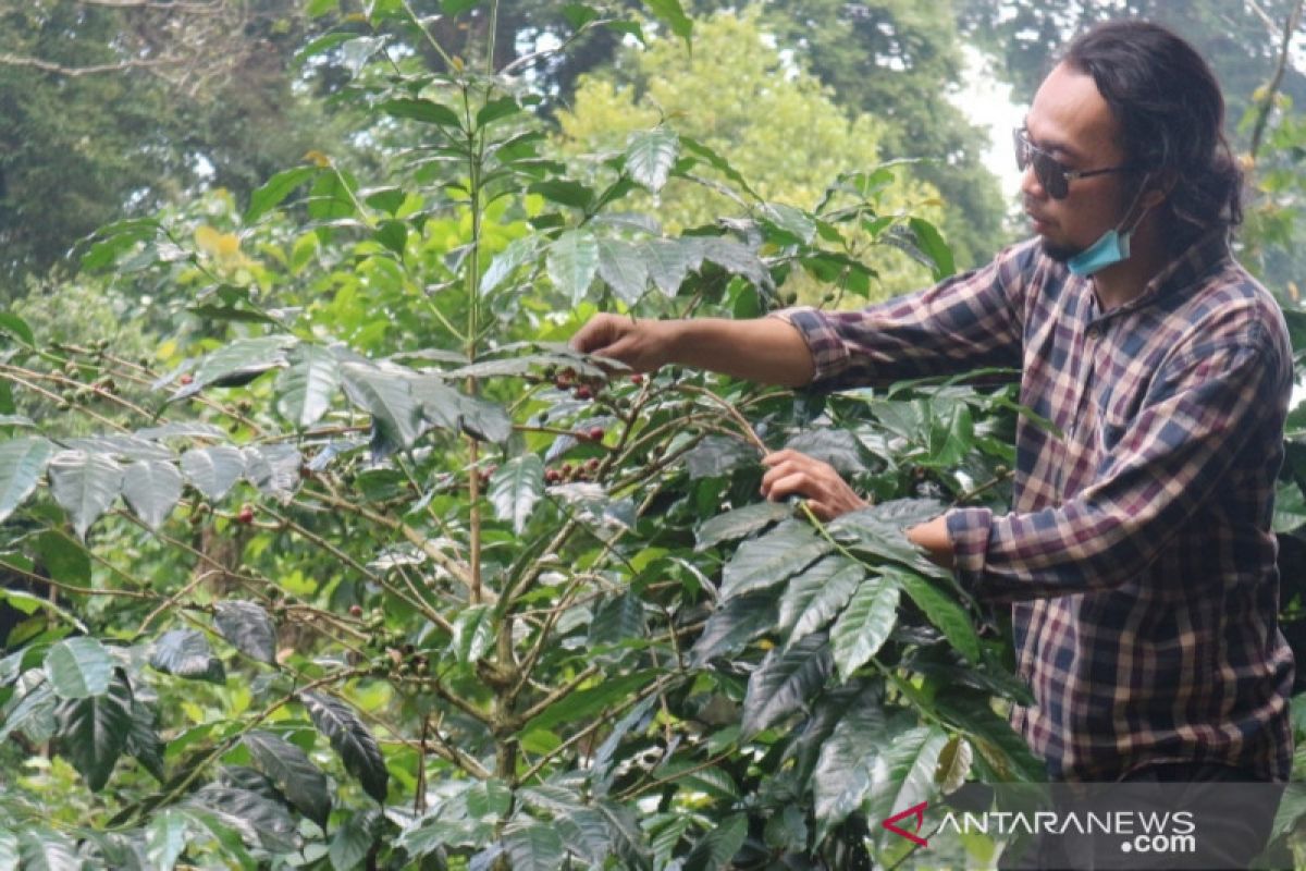 Produksi kopi robusta di Bogor capai 4.004 ton dalam setahun