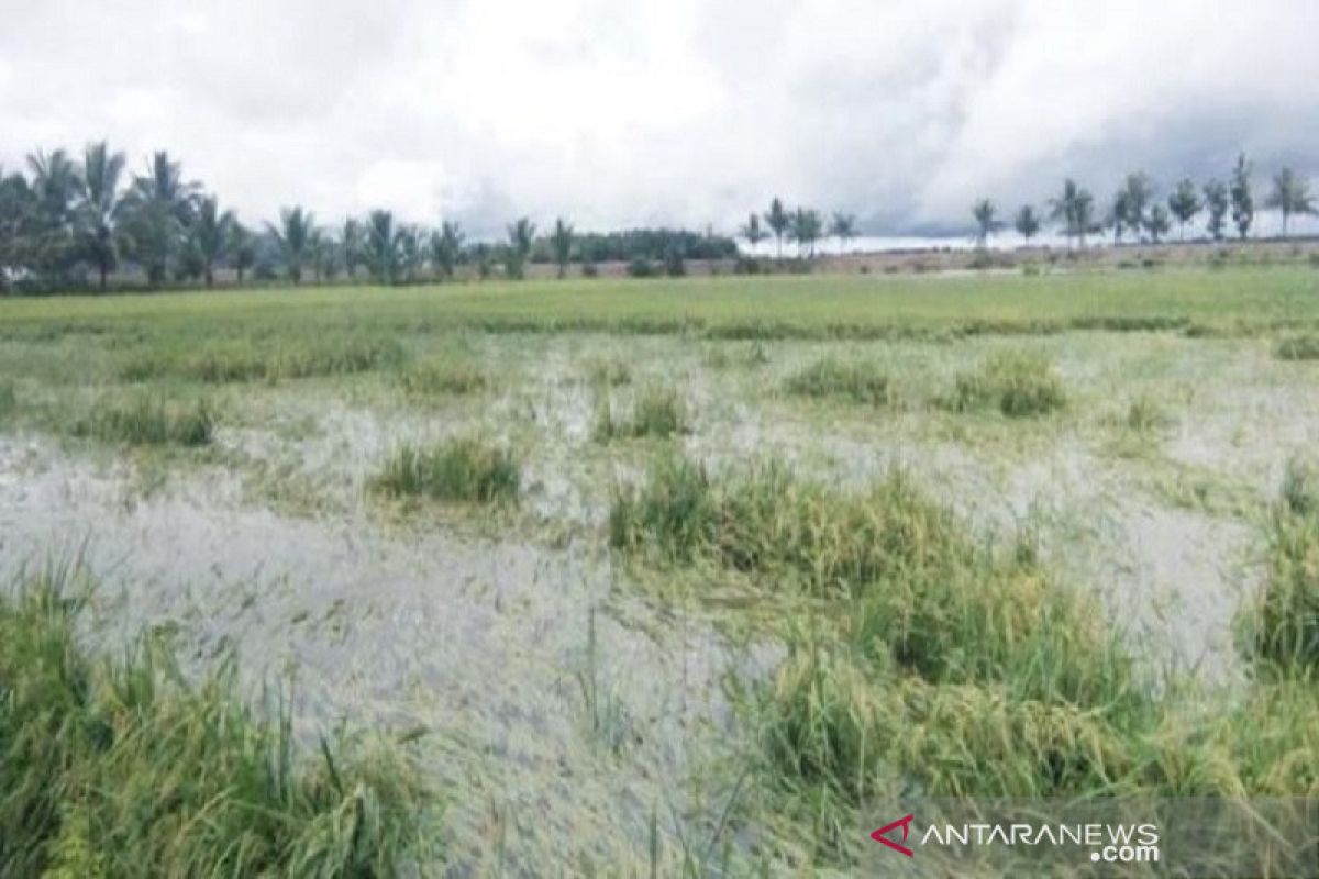 BPBD Baubau imbau masyarakat untuk mewaspada banjir