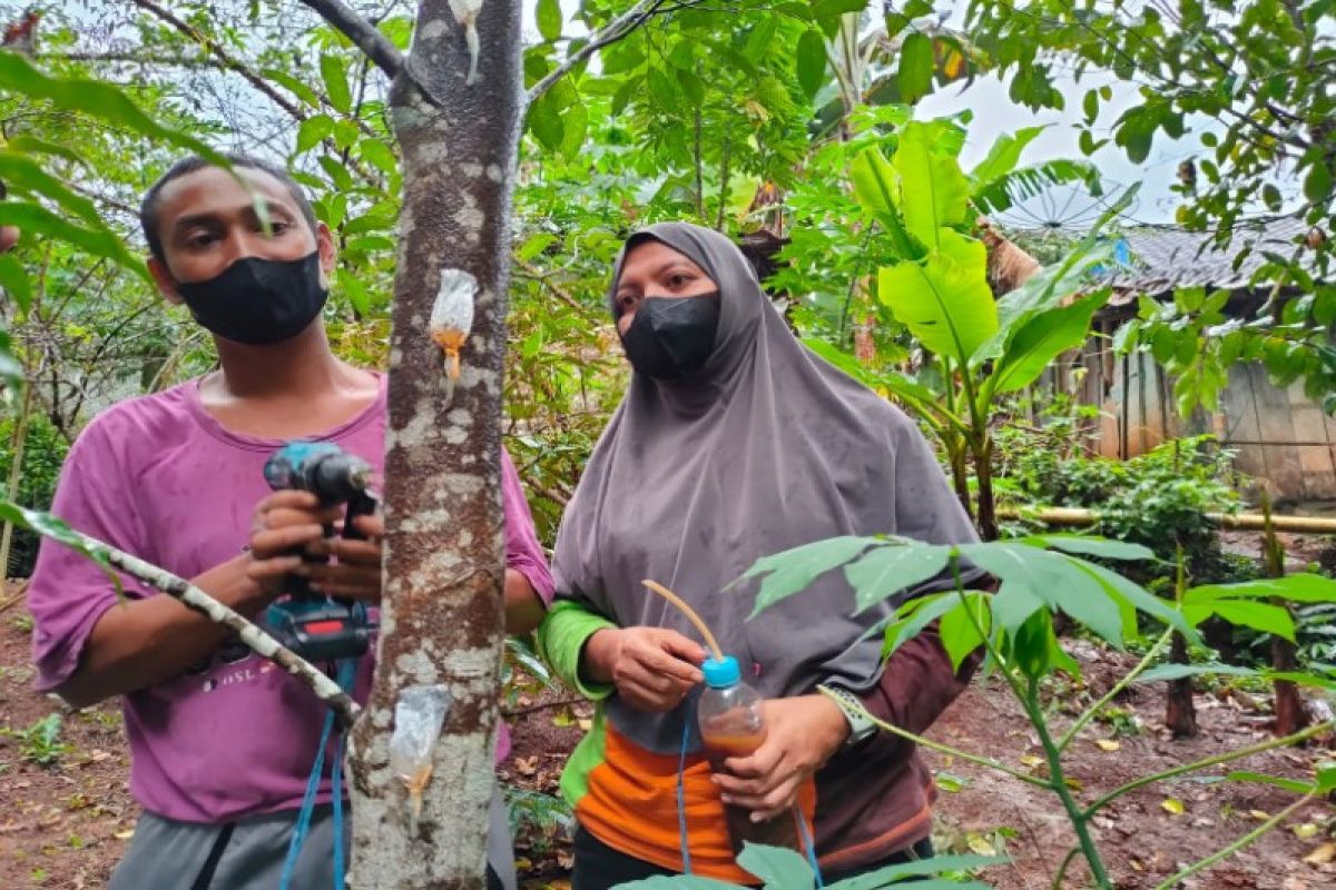 Petani Batang ikuti pelatihan budi daya pohon gaharu
