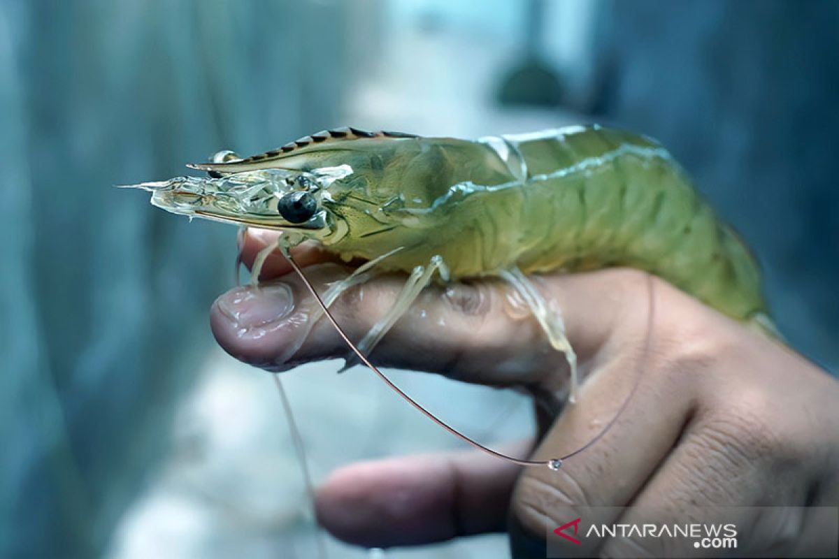 Budidaya udang vaname bisnis mengiurkan kata bupati