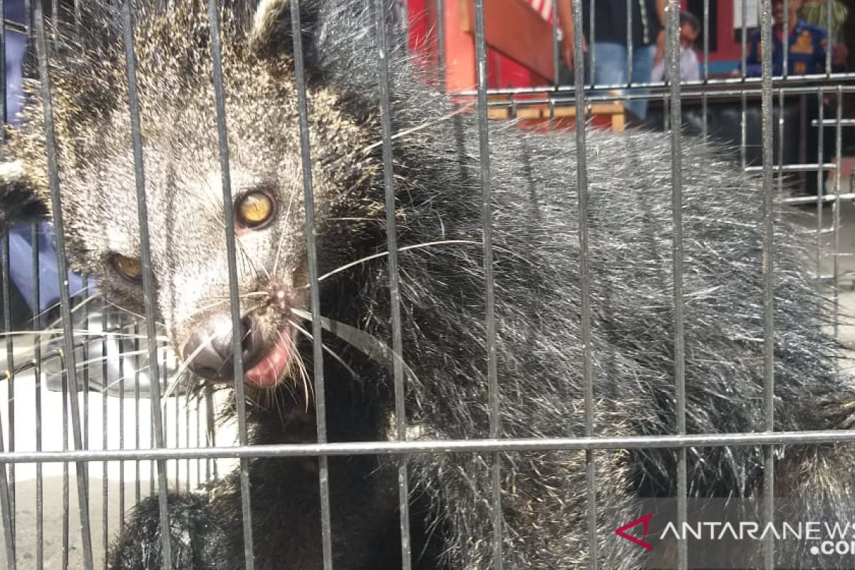 Damkar Payakumbuh serahkan binturong ke BKSDA