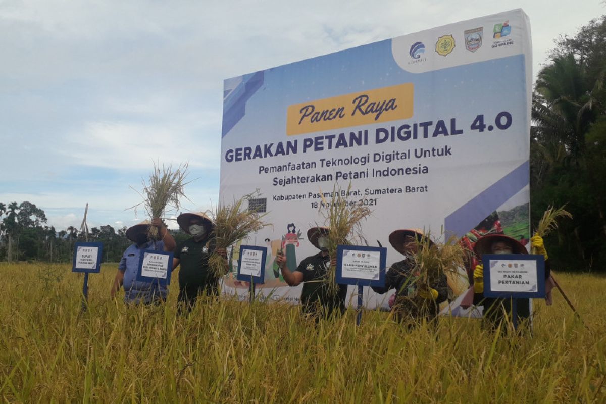 Kominfo panen raya padi di Talamau Pasbar melalui gerakan petani digital 4.0