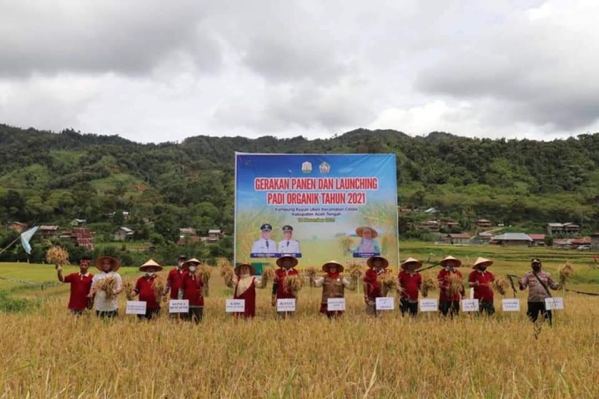 Aceh Tengah luncurkan gerakan padi organik