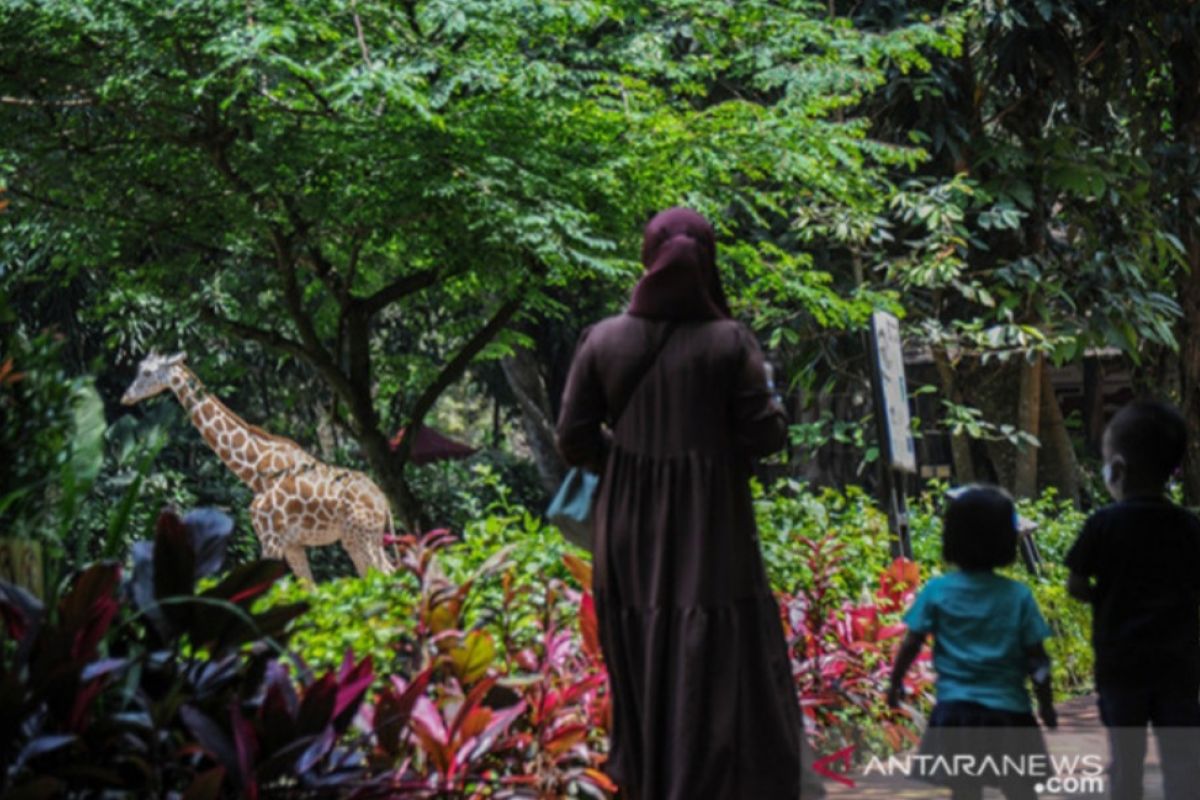 Akun Instagram Kebun Binatang Bandung diretas