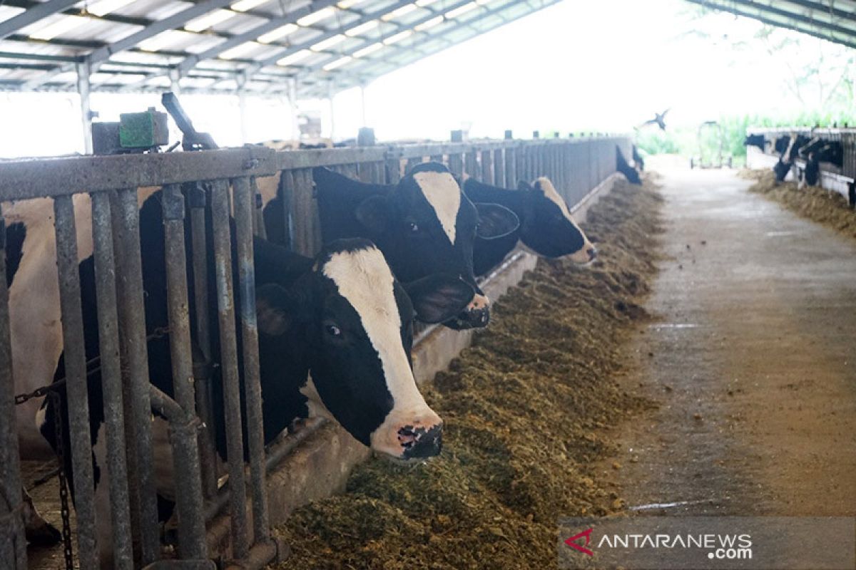 Industry Ministry pushes to boost domestic milk production