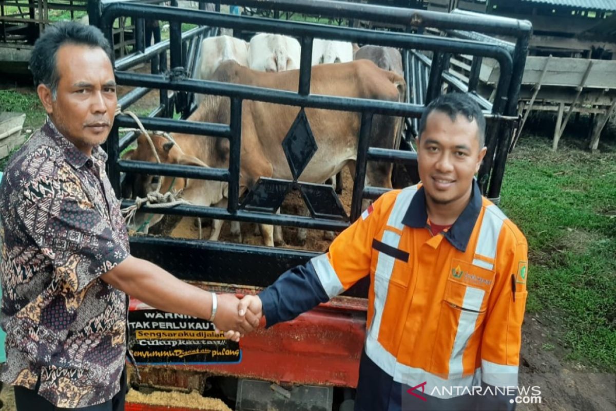 CSR perusahaan, SMGP serahkan lima ekor sapi kepada masyarakat