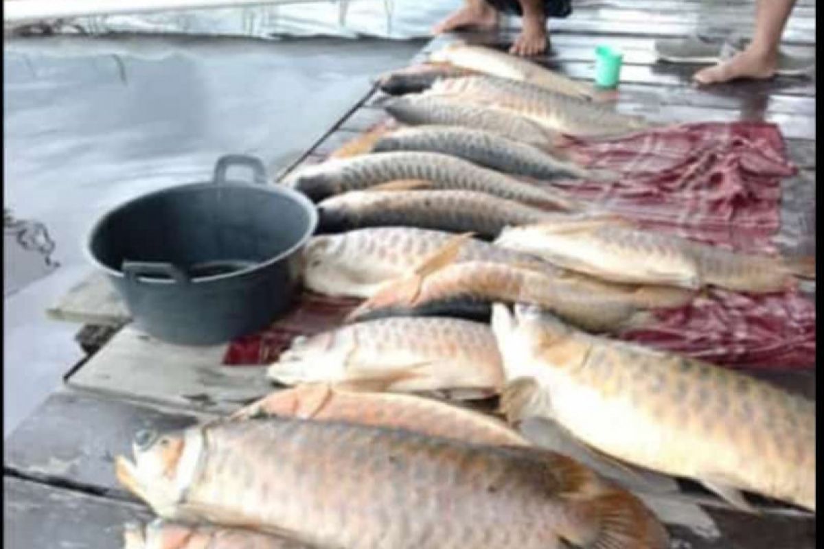 Ikan-ikan arwana peliharaan warga mati akibat banjir