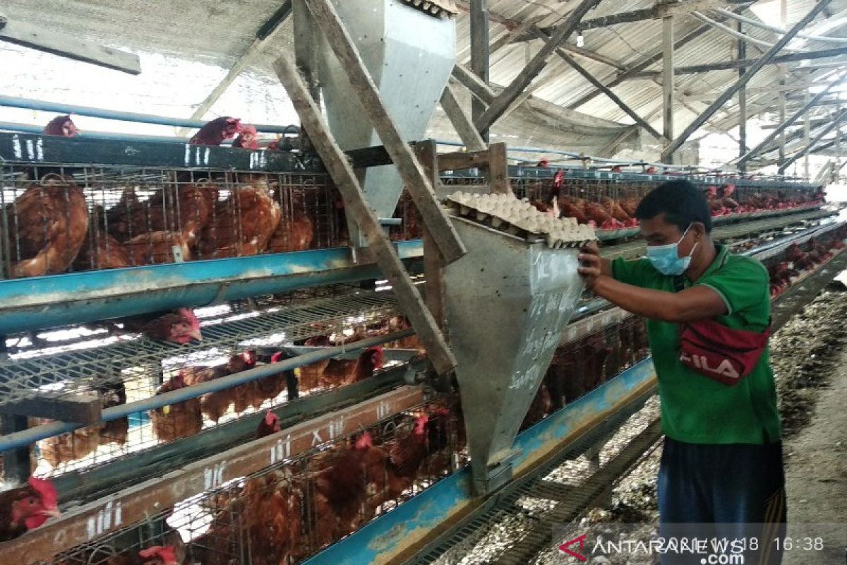 Harga pakan ayam meroket, peternak di Deliserdang menjerit