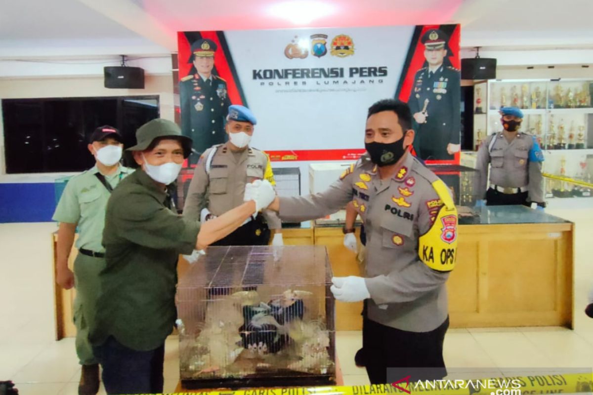 Polres Lumajang sita belasan satwa dilindungi, pemiliknya masuk DPO