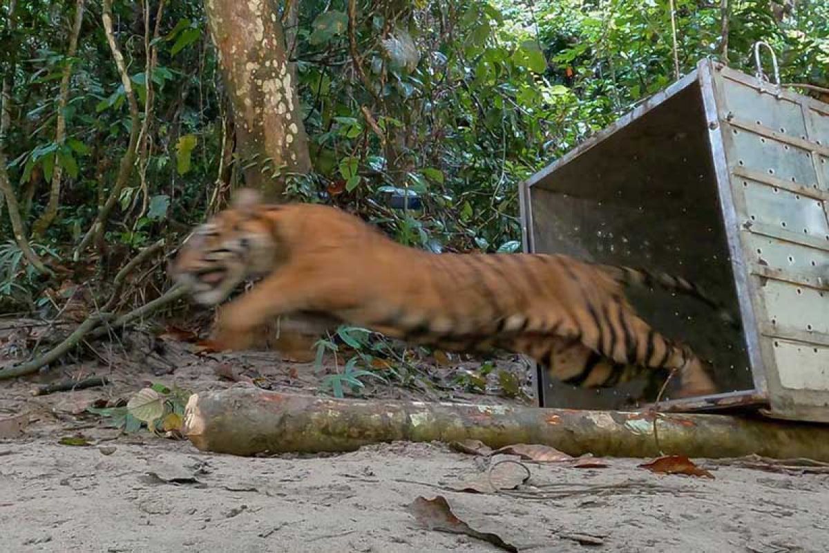 BKSDA melepasliarkan harimau ke Taman Nasional Gunung Leuser