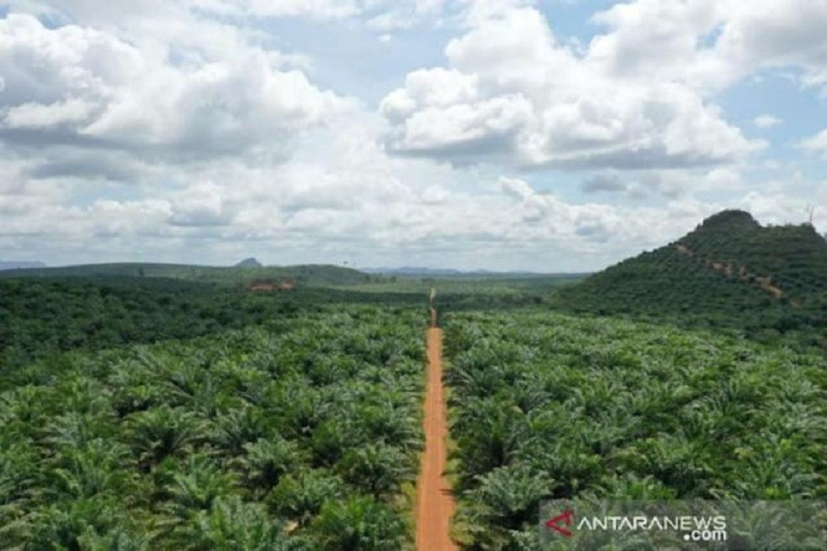 Sawit Sumbermas berhasil cetak laba Rp1,03 triliun pada kuartal III 2021